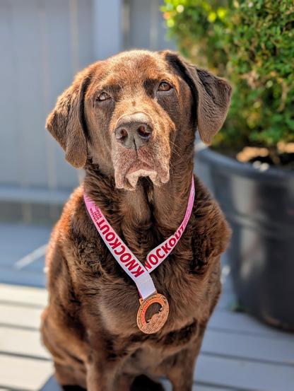 A chocolate lab is sitting up with a medal hanging around his neck.