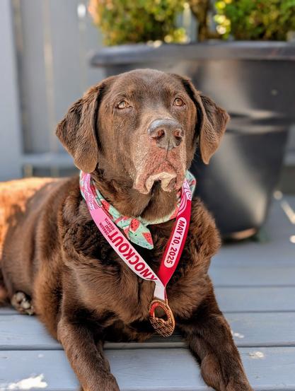A chocolate lab is lying down with his head up. A medal hangs around his neck.