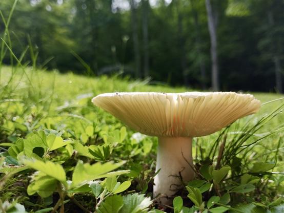 A white mushroom with large gills on a grassy hillside. The mushroom is flat on top, like the perfect table for a field mouse. Clover surrounds the white stem. The tree line is blurry in the background. Shot with a Light Phone III.