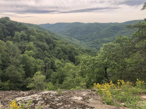 forested green mountains across a valley with yellow wildflowers