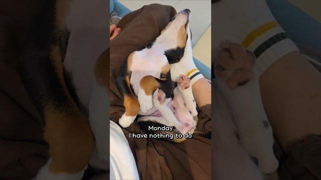 I have nothing to do #basenji #바센지 #dog #басенджи #バセンジー #강아지