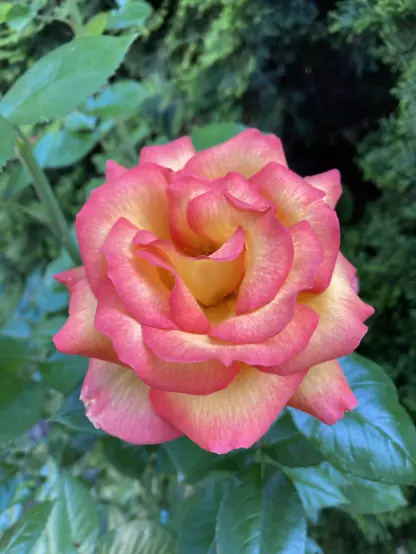 Orange and yellow rose bloom.