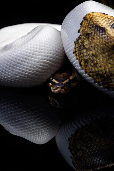 A piebald mutation ball python curls up on a black, reflective surface against a black background; her head peers from under her coils.