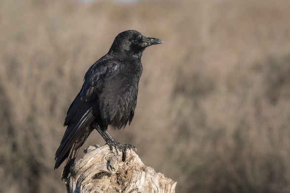 Corvus corone (known as carrion crow) standing on a rotten tree stub and looking straight ahead.