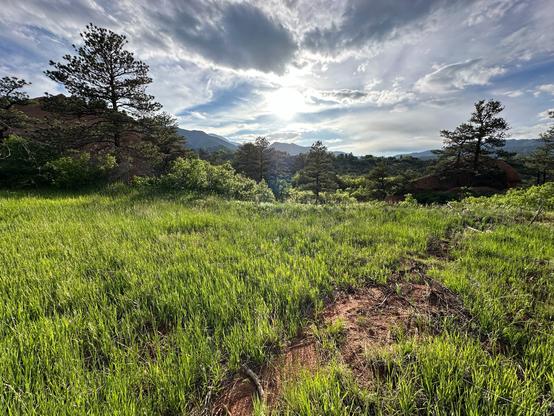 Lost of green grass in lower half of the image, leading to pine trees, then mountains rising in the background (including Pikes Peak), and lastly the sun shining through clouds in the sky overhead.