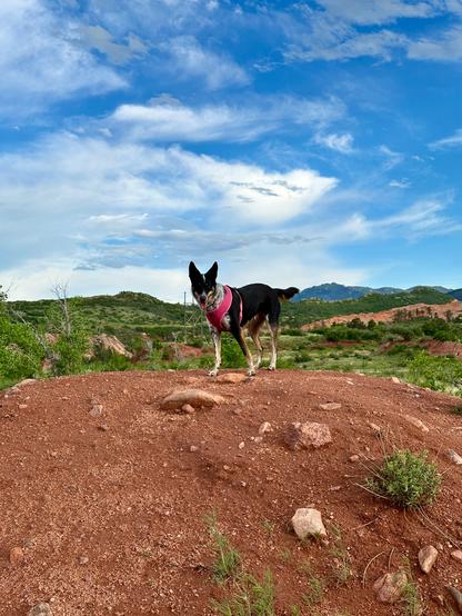A black, white & tan dog in a pink harness stands atop a mount of red dirt. In the background are green mountains, red rock formations, and partly cloudy skies.