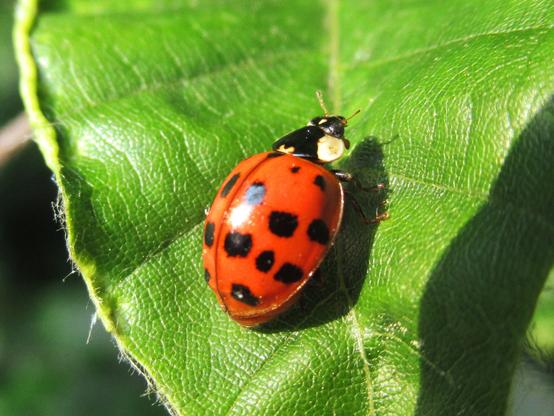 Ein asiatischer Marienkäfer auf einem grünen Blatt
