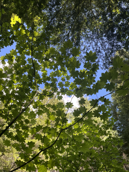 One maple leaves against sky