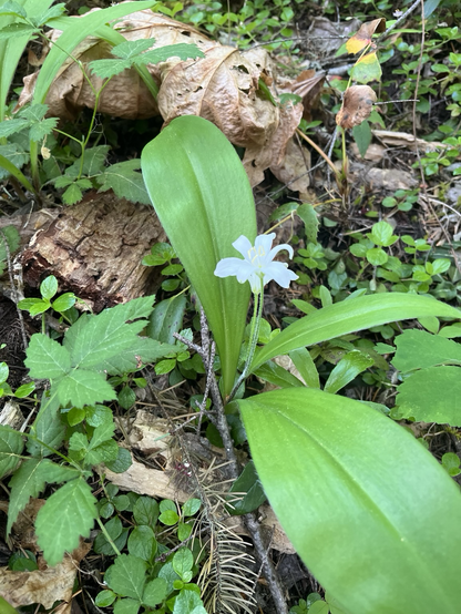 White wild flower along trail