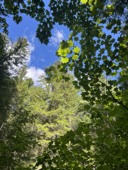 Vine maple and fir trees with blue sky and cloud background