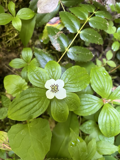 White wild flower along trail