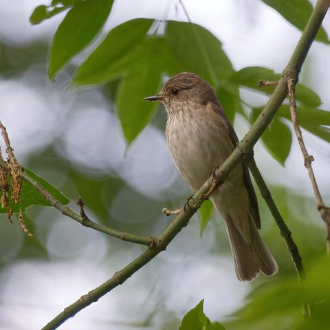 Серая мухоловка / Spotted flycatcher