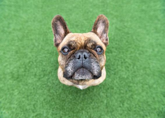 Dogs-des-portraits-de-chiens-par-Alicia-Rius-10-bouledogue