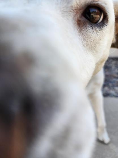 extreme closeup of a dog's face as he pushes his nose in for a smooch