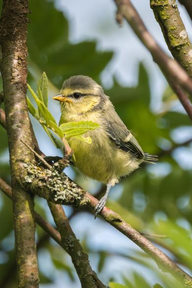 Das Bild zeigt einen jungen Blaumeisen-Jungvogel, der auf einem Ast inmitten von grünen Blättern sitzt.

Das Bild zeigt einen jungen Blaumeisen-Jungvogel, der auf einem Ast in einem Baum sitzt. Der Vogel ist klein und flauschig mit leuchtend gelben Unterteilen und einem hellblauen Oberkopf. Seine Augen sind dunkel und perlend. Sein Schnabel ist klein und spitz. Der Vogel sitzt auf einem Ast, der mit Moos bedeckt ist. Der Ast ist relativ dünn und gehört zu einem größeren Baum. Blätter umgeben den Vogel teilweise und bilden einen grünen Hintergrund. Die Blätter sind hellgrün und wirken frisch und saftig. Der Hintergrund ist unscharf und zeigt mehr grüne Blätter und einen hellen Himmel, wodurch der Fokus auf dem Vogel liegt. Die Gesamtatmosphäre des Bildes ist ruhig und friedlich, mit einer sanften und natürlichen Stimmung. Das Bild kann als Naturfotografie oder Wildtierfotografie eingestuft werden und vermittelt ein Gefühl von Ruhe und Schönheit der Natur.