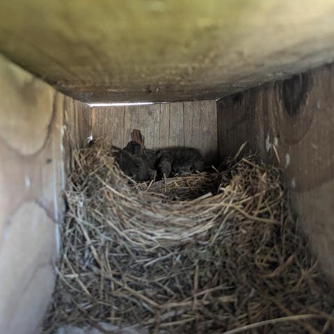 Approx 3 little black redstarts hiding behind their nest inside a nesting box.