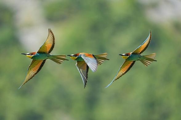 A European bee-eater (Merops apiaster) in flight at Pfyn-Finges, Switzerland. This image was created by merging three successive photographs of the same bird's flight.