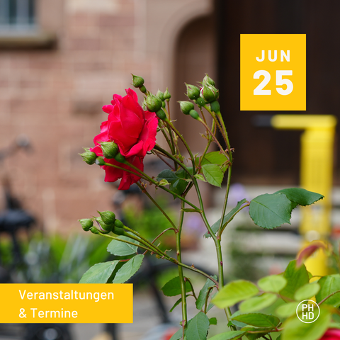 Zu sehen ist eine rote Rose, dazu der Text: Juni 2025, Veranstaltungen und Termine.