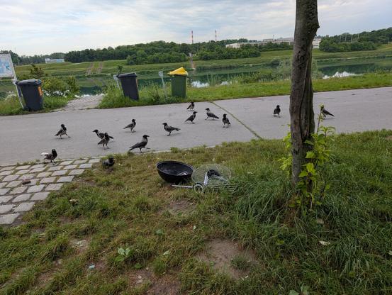 Foto einer Straße von der Seite, die auf beiden Seiten Wiese hat. Vorne in der Wiese liegt ein schwarzer Kugelgrill, offenbar kaputt. Auf der Straße dahinter stehen mehrere Krähen verteilt herum.