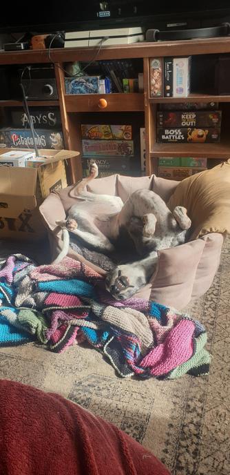 Elli the black and white whippet, asleep upside down with his legs in the air, mouth slightly open to suggest the snoring noise he is making.