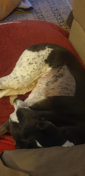 Elli the black and white whippet, lying on his side so you can see a big square shaved up from his belly.