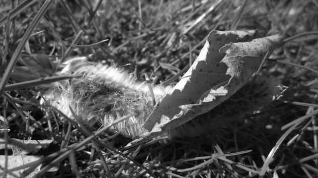 Fotografía en blanco y negro de una hoja y una semilla caídas entre la hierba, a la luz del sol