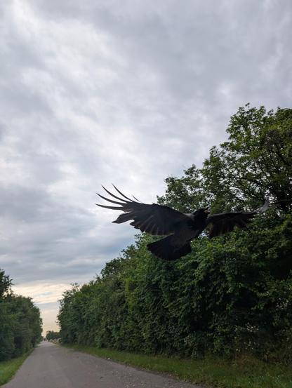 Foto einer großen, grau-schwarzen Nebelkrähe, die über einer Straße neben Bäumen und Wiesen fliegt. In ihrem Schnabel hat sie eine Erdnuss samt Schale. Im Hintergrund ist der Himmel grau und wolkenverhangen.