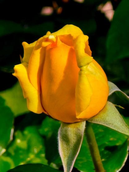 Yellow rose