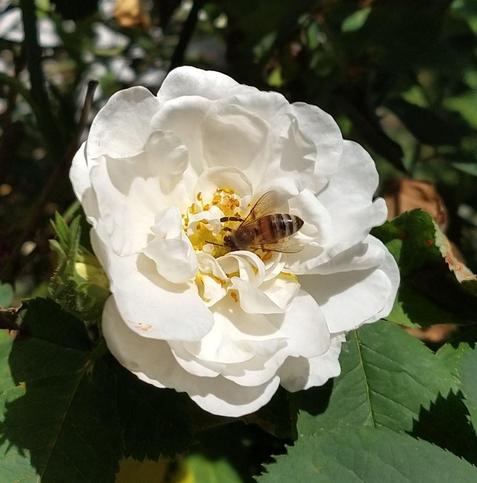 Mistbiene auf einer weißen Rosenblüte.