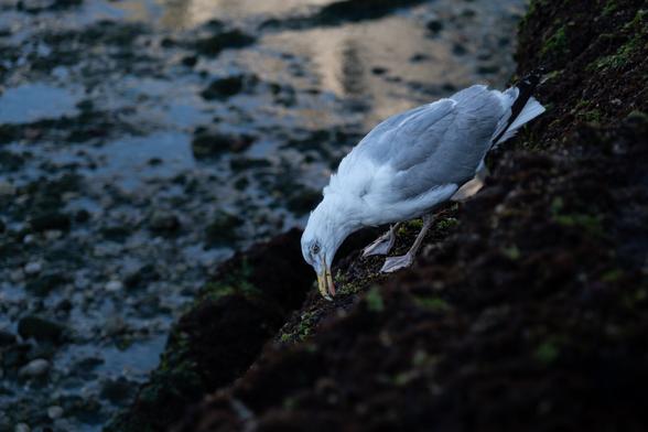 A seagull is perched on a rocky shoreline, pecking at the ground near the water's edge.
