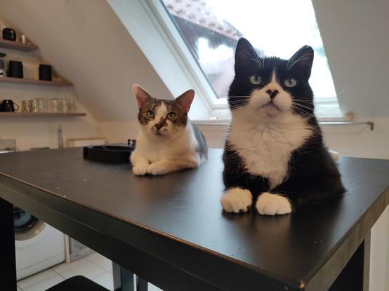 Die beiden Kater Phips und Sammy liegen auf dem Küchentisch und blicken erwartungsvoll in die Kamera