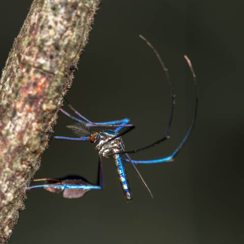 photograph of a mosquito