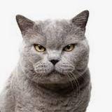 An angry gray cat who is here just to get your attention.
