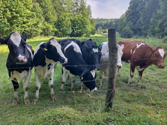 6 young cows in a row along a barbed wire fence. The four on the left are black and white, the one on the right is brown with white spots and the order one is white with only some little black spots. There's a meadow framed by forest in the background.