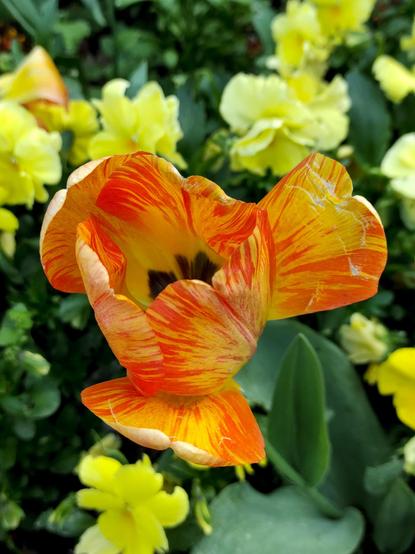 Eine gelb - rot panaschierte Tulpe in Sicht schräg von oben, so das man auch die dunklen Flecken an der Basis der Blütenblätter sieht. Im Hintergrund unscharf gelbe Blumen am Boden.