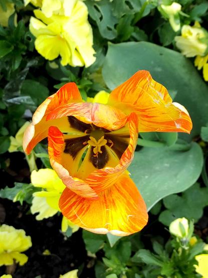 Die Tulpe in Draufsicht, es erscheinen der hellgelbe Stempel und die orangefarbenen Staubgefässe vor den dunklen Flecken an der Basis der Blütenblätter.