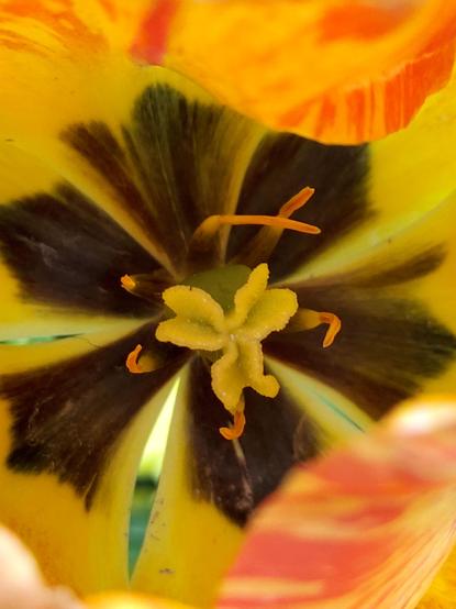 Eine Nahaufnahme des Zentrums der Blüte. Der Stempel ist gross und hellgelb, umgeben von den orangefarbenen Staubgefässen vor den dunklen Basisflecken der Blutenblätter.