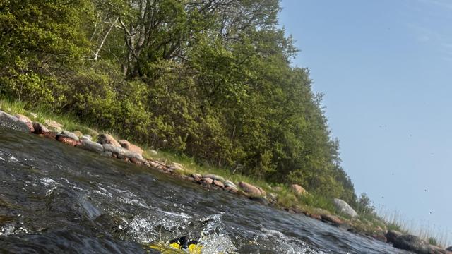 A pretty wonky photo of a green and stony shoreline from the water taken by a slightly wonky swimmer splashing water around with yellow fins.