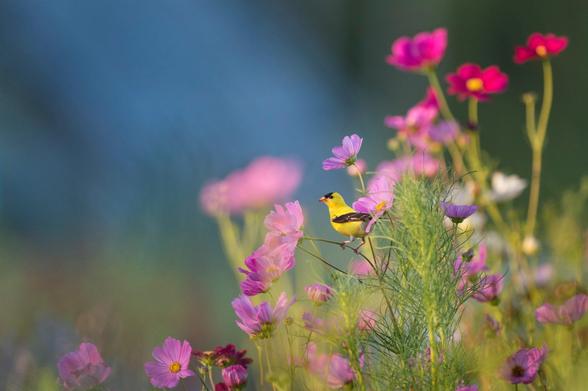 Ein kleiner gelbschwarzer Vogel inmitten lilafarbener und violetter Blümchen.