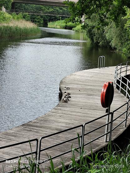 4 Erpel und eine Ente, schlafend auf dem Bootssteg