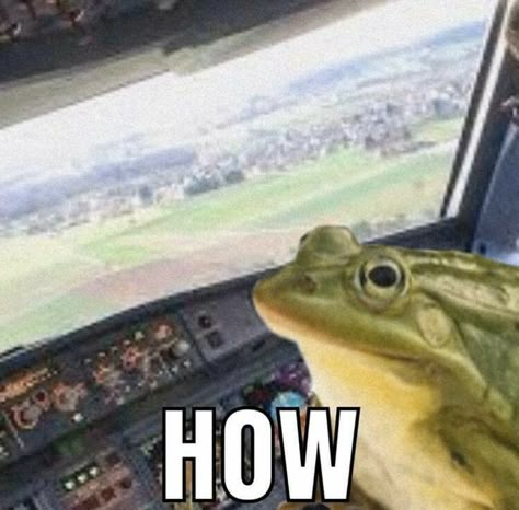 Rana con cara de incógnita en frente del tablero de un avión con la palabra: HOW
