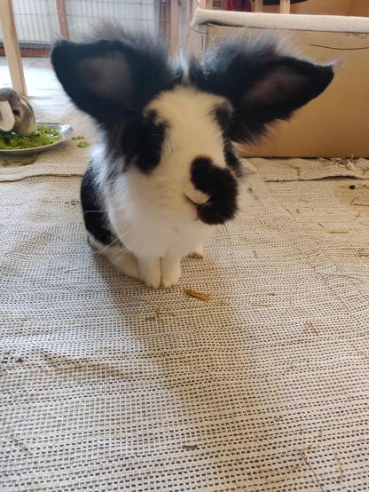 Ein schwarz-weißes Kaninchen sitzt direkt vor der Kamera und hat die riesigen plüschigen Ohren aufmerksam aufgestellt