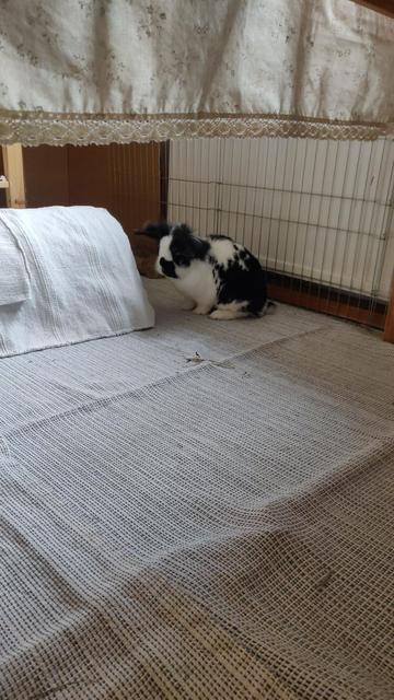 Ein schwarz-weißes Kaninchen sitzt in einer Zimmerdecke und schaut ein bisschen erschöpft