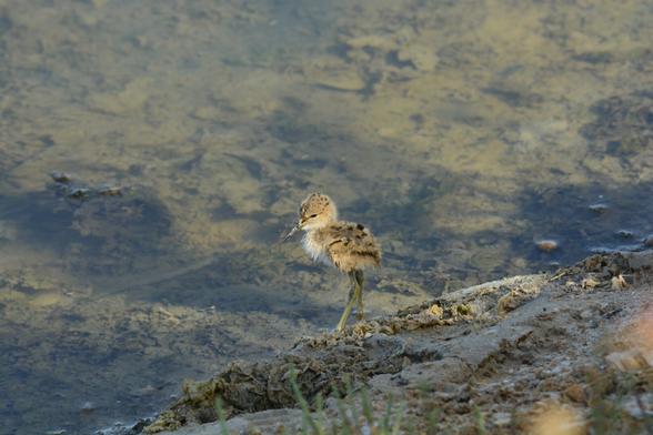 Pequeño polluelo de cigueñuela común parado en el barro, recibiendo instrucciones de sus padres, que a una distancia prudencial están emitiendo sus estridentes sonidos para despistar mi mirada, supuestamente.