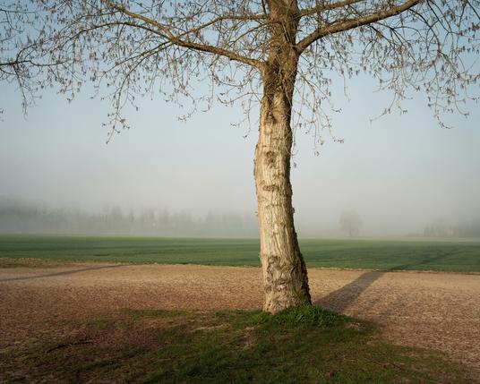 A tree at the edge of a field. Photograph by Marco Zedler
