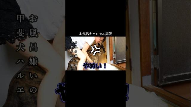 お風呂嫌いの甲斐犬 #甲斐犬 #犬のいる生活 #youtubeshorts