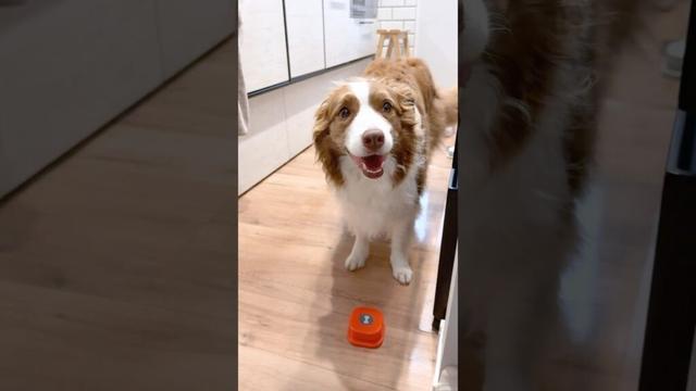 おならが出ちゃっても可愛い犬がこちら🤭♡【ボーダーコリー・オーストラリアンシェパード】#shorts