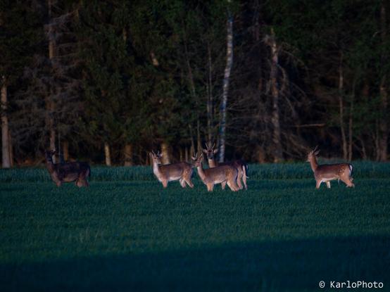 A group of deer.