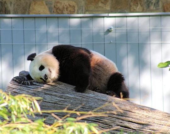 Giant panda Bao Li is lying on a large log sleeping.