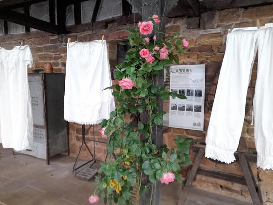 Ancient white clothes hanging on a washing line in the Inner courtyard of our farm life museum and cultural heritage centre. Between the laundry climbs a pink rose. In the background on a brick wall is an educational sign with photos and descriptions. The clothes, a nightgown, an undershirt, and long johns, were traditionally made of linen (later cotton) and decorated with lace and white embroidery.